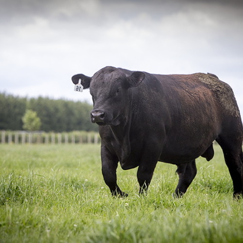 赤肉がうまいと最近人気の外国種の牛