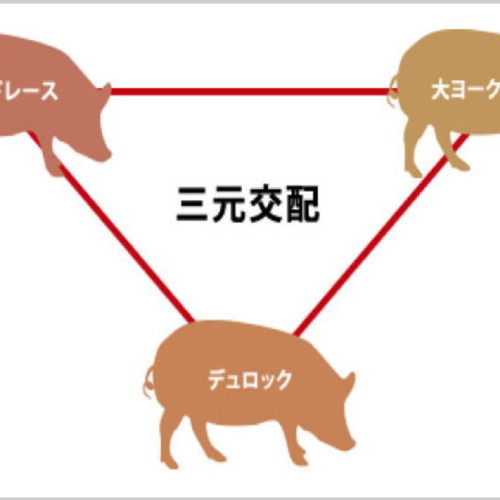 日本の三元豚、その成り立ちＬＷＤって何ですか？
