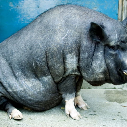 日本でこの豚を忘れてはいけない