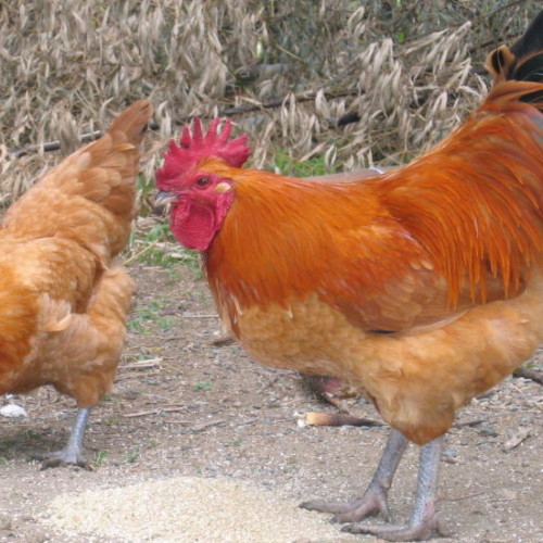 最近評判を集める鶏肉は、どんな鶏肉？