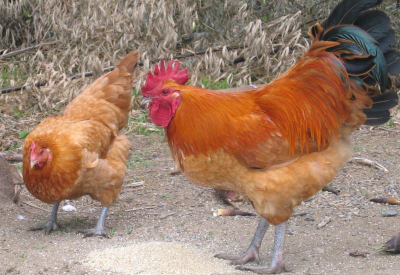 最近評判を集める鶏肉は、どんな鶏肉？