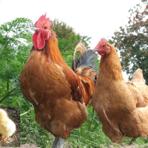 日本三大地鶏とＪＡＳ規格の関係