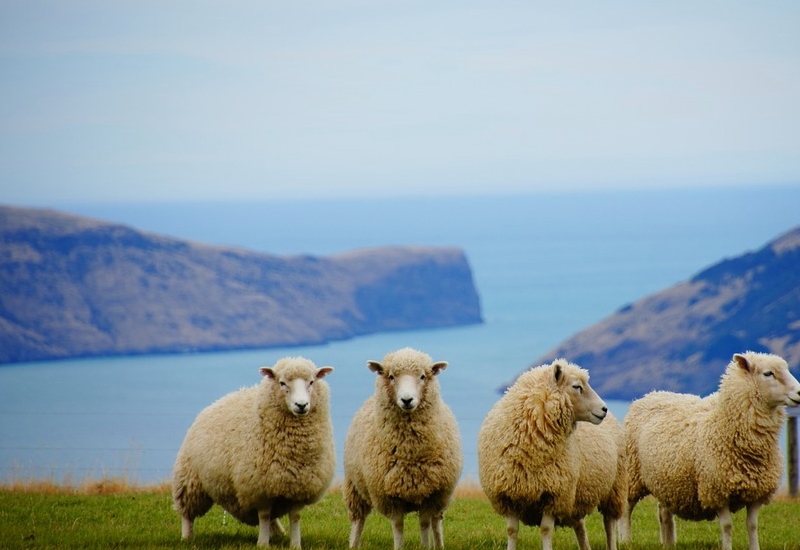 羊肉（マトンとラム）販売の変化